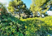 Parcel·la urbanitzable en venda a la España, el Vendrell, ref.: TR121727 foto