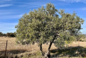 Fuente Obejuna 14386&nbsp;m² 