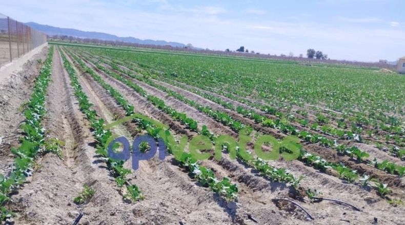 Murcia - Lorca - 5010m2