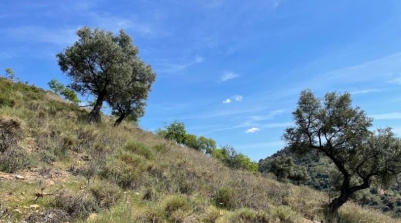Málaga - Coín - 33215m2