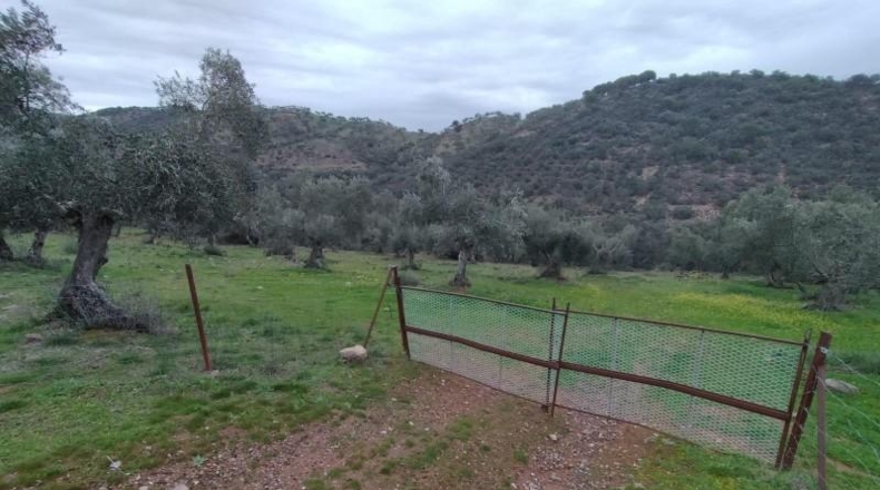 Córdoba - Villanueva del Rey - 77067m2