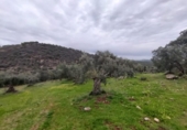 Non-developable land for sale on España, Villanueva del Rey, ref: TR125929 photo