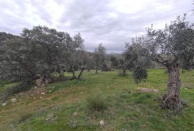 Villanueva del Rey 77067&nbsp;m² 