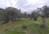 Non-developable land for sale on España, Villanueva del Rey, ref: TR125929 photo