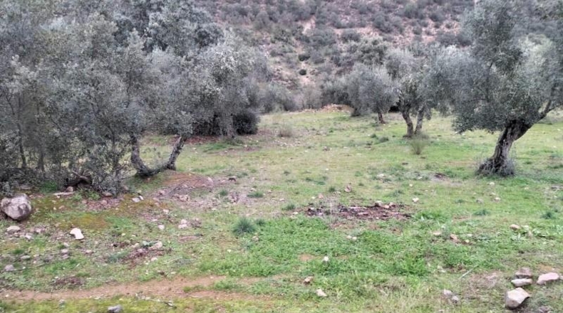 Córdoba - Villanueva del Rey - 77067m2