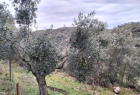 Villanueva del Rey 77067&nbsp;m² 