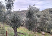 Non-developable land for sale on España, Villanueva del Rey, ref: TR125929 photo