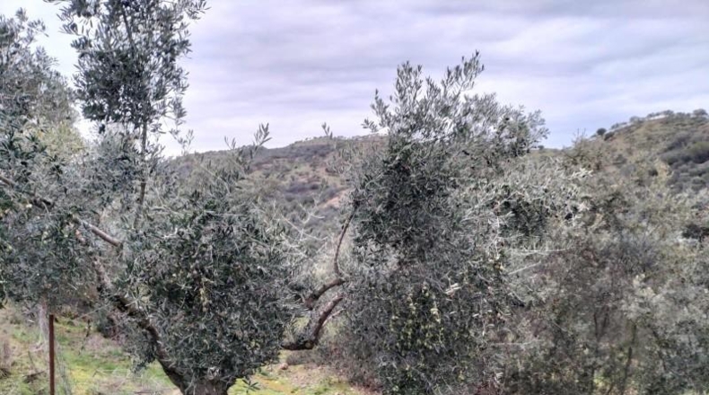 Córdoba - Villanueva del Rey - 77067m2