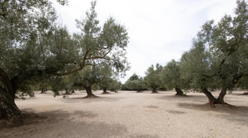 Tarragona - ла Галера - 32404m2