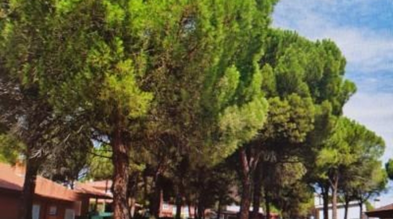 Valladolid - Aldeamayor de San Martín - 719m2