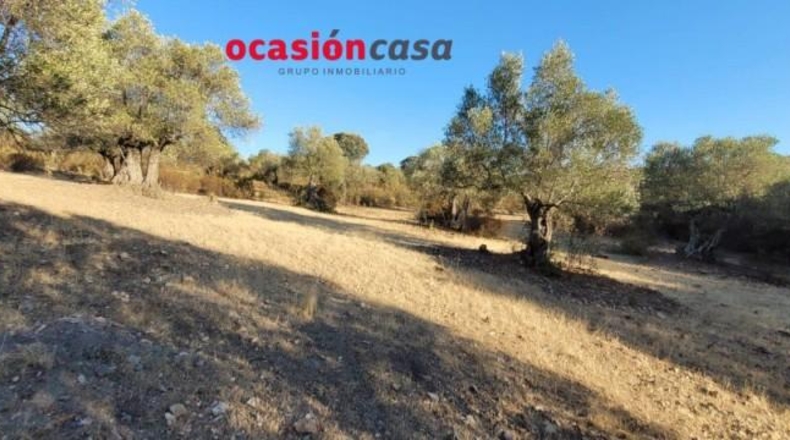 Кордова - Вильянуэва дель Дуке - 14000m2