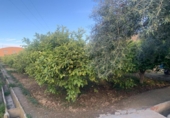 Terreny no urbanitzable en venda a la España, Múrcia, ref.: TR232614 foto