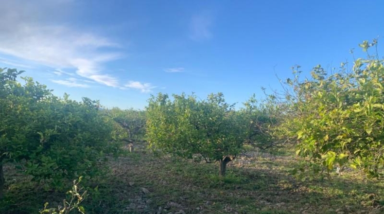 Murcia - Murcia - 4222m2