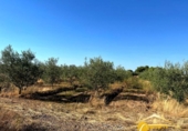 Non-developable land for sale on España, Mérida, ref: TR167949 photo