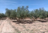 Xalet independent amb terreny en venda a la España, Albolote, ref.: TR215112 foto