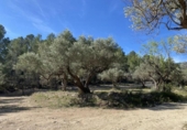 Non-developable land for sale on España, Xerta, ref: TR129257 photo