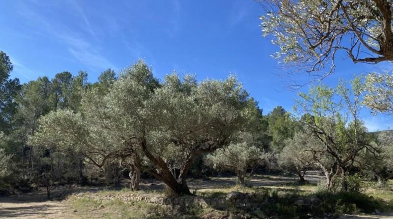 Tarragona - Xerta - 51611m2