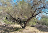 Non-developable land for sale on España, Xerta, ref: TR129257 photo