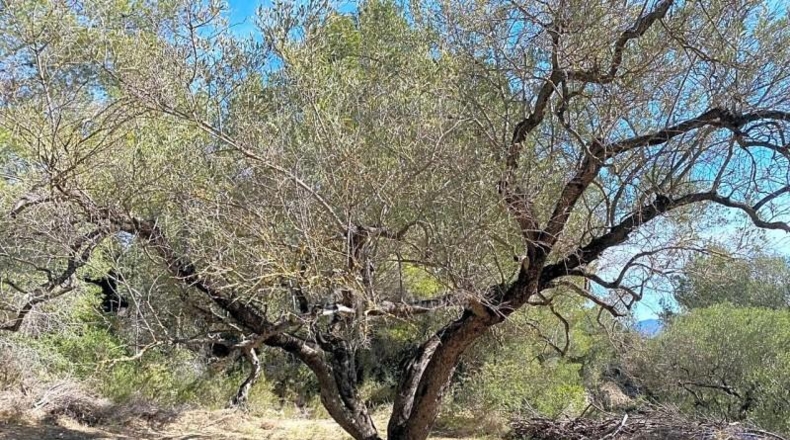 Tarragona - Xerta - 51611m2