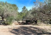 Non-developable land for sale on España, Xerta, ref: TR129257 photo