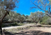 Non-developable land for sale on España, Xerta, ref: TR129257 photo