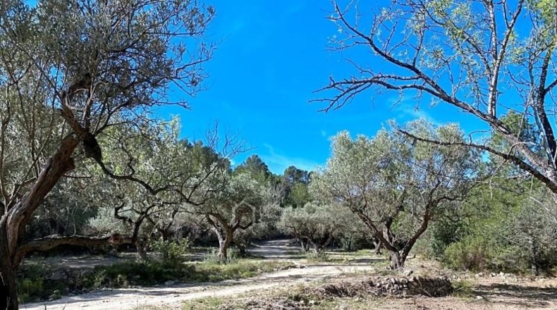 Tarragona - Xerta - 51611m2