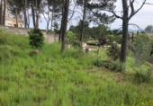 Parcel·la urbanitzable en venda a la España, Castellnou de Bages, ref.: TR278747 foto