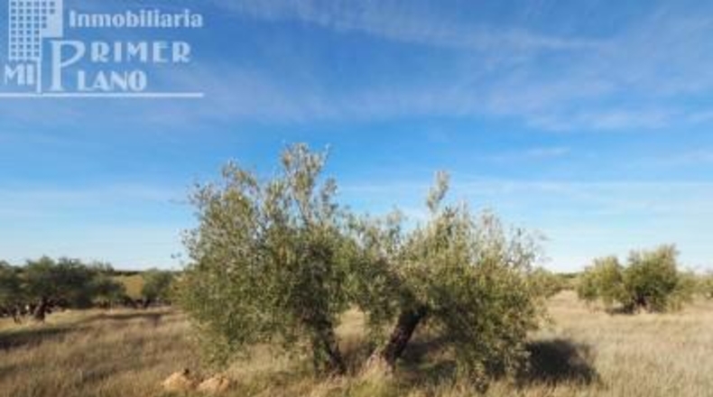 Ciudad Real - Tomelloso - 64344m2