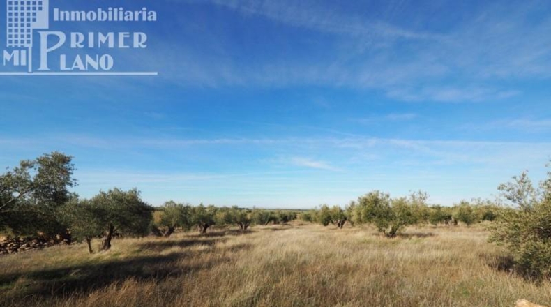Ciudad Real - Tomelloso - 64344m2