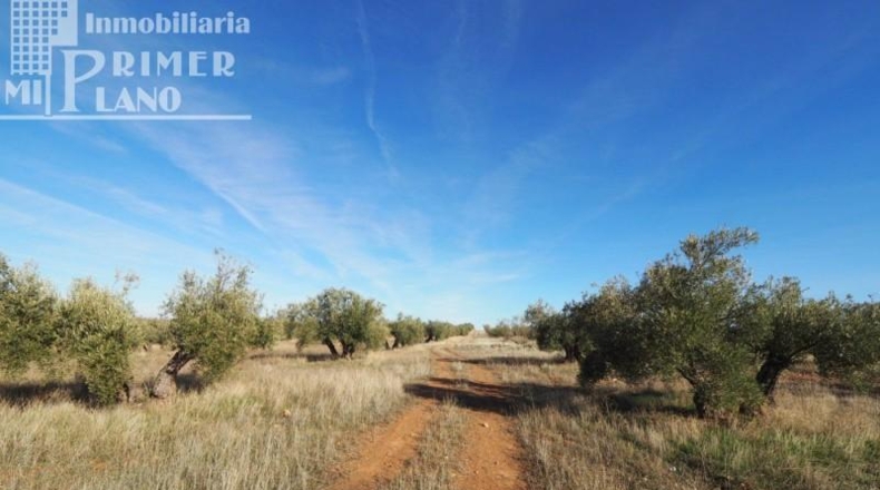 Ciudad Real - Tomelloso - 64344m2