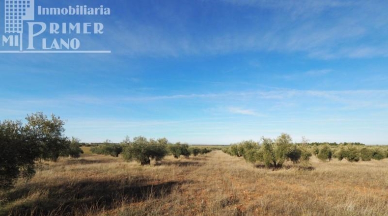Ciudad Real - Tomelloso - 64344m2