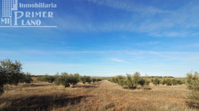 Ciudad Real - Tomelloso - 64344m2