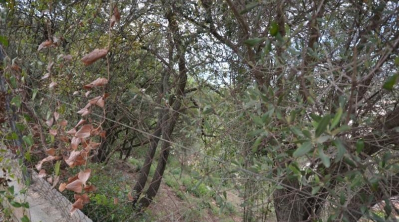 Barcelona - Corbera de Llobregat - 1018m2