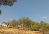 Terreno no urbanizable en venta en la España, el Perelló, ref: TR123611 foto
