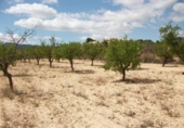 Terreny no urbanitzable en venda a la España, Monòver, ref.: TR122116 foto