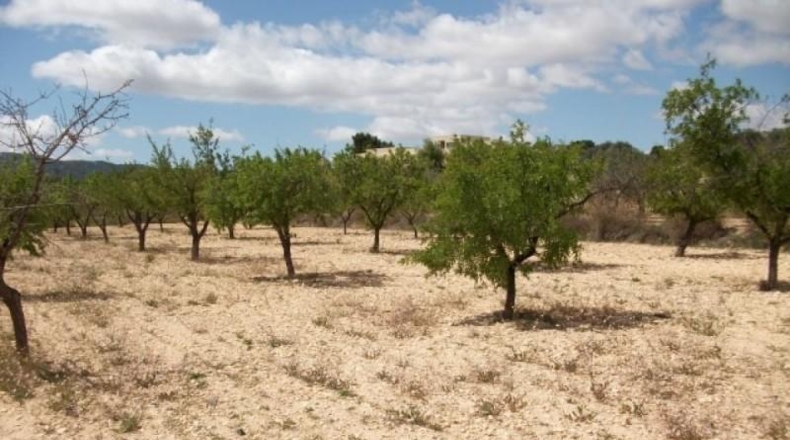 Alicante - Monóvar - 13500m2