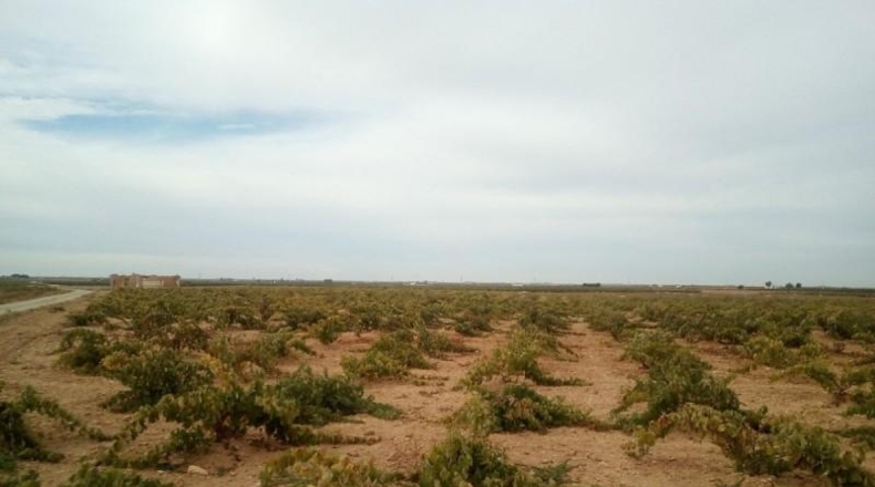 Ciudad Real - Socuéllamos - 19000m2