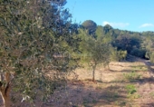 Terreny no urbanitzable en venda a la España, el Perelló, ref.: TR133660 foto