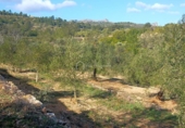 Terreny no urbanitzable en venda a la España, el Perelló, ref.: TR133660 foto