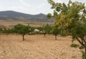 Parcel·la urbanitzable en venda a la España, el Fondó de les Neus, ref.: TR113636 foto