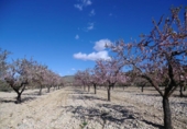 Parcel·la urbanitzable en venda a la España, el Fondó de les Neus, ref.: TR113636 foto