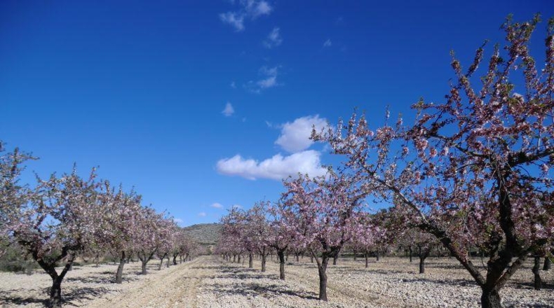 Alicante - Hondón de las Nieves - 11000m2