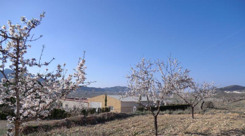 Alicante - Hondón de las Nieves - 11000m2
