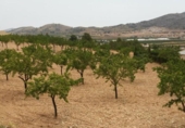 Parcel·la urbanitzable en venda a la España, el Fondó de les Neus, ref.: TR113636 foto