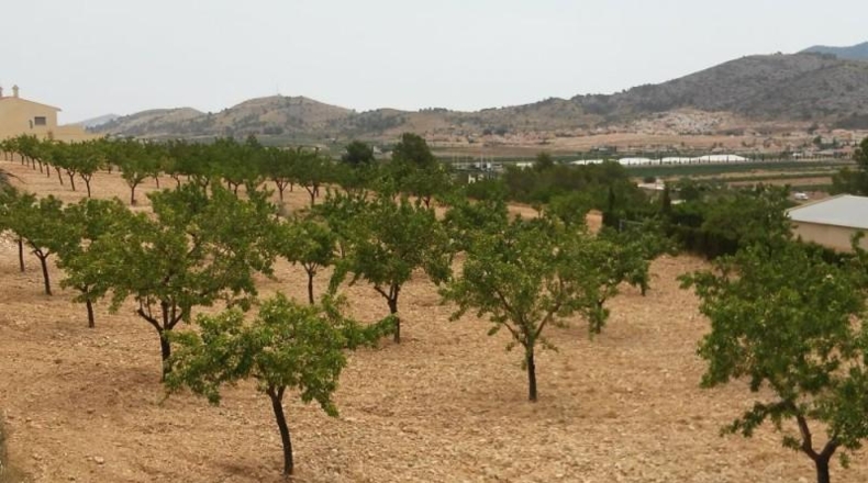 Alicante - Hondón de las Nieves - 11000m2