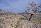 Parcel·la urbanitzable en venda a la España, el Fondó de les Neus, ref.: TR113636 foto
