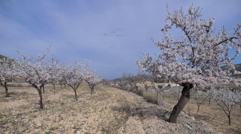 Alicante - Hondón de las Nieves - 11000m2