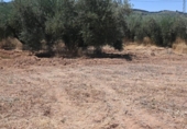 Non-developable land for sale on España, Albolote, ref: TR131760 photo