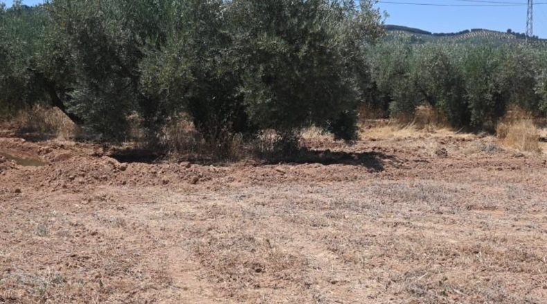 Granada - Albolote - 4338m2