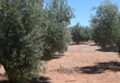 Non-developable land for sale on España, Albolote, ref: TR131760 photo